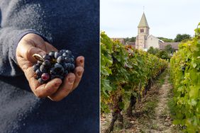 Hugo Mathurin of Domaine de CassiopÃ©e, in Maranges, Burgundy, holding grapes; The vines of Domaine Berthaut-Gerbet, in Fixin