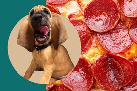 Bo, the 10-month-old bloodhound; pepperoni pizza