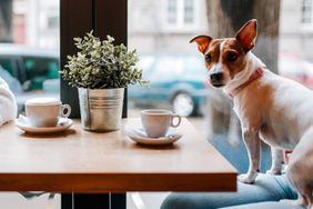 A dog sits on its owner's lap in a coffee shop