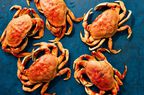 Dungeness crabs