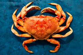 Dungeness Crab