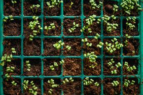 Saplings in plastic trays