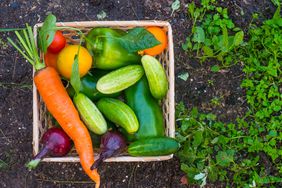 vegetable garden