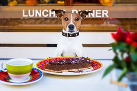 Pet-friendly restaurants