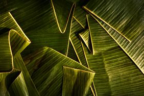 Banana leaves