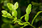 Makrut lime leaf and branch