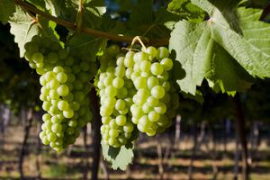 Chenin Blanc grapes