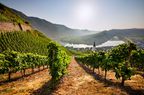 The vineyards of Bremm and the loop of the Mosel